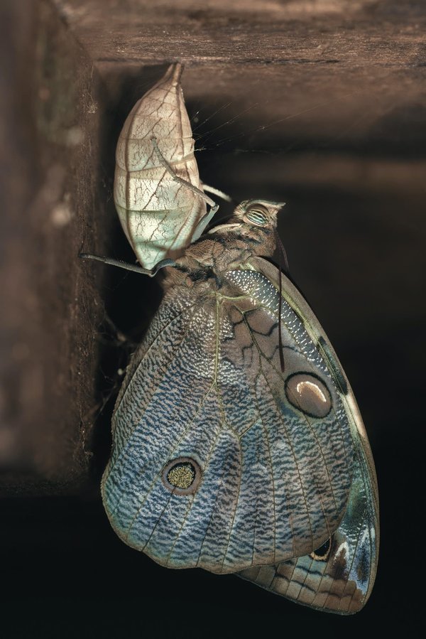 Comment choisir une croisière spécialisée dans l'observation des migrations de papillons?